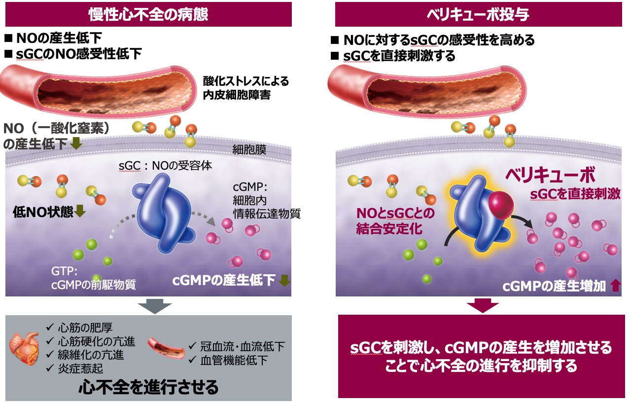 作用機序製品基本情報 ベリキューボ錠 製品情報サイト